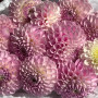 11 розовых георгин фото 4